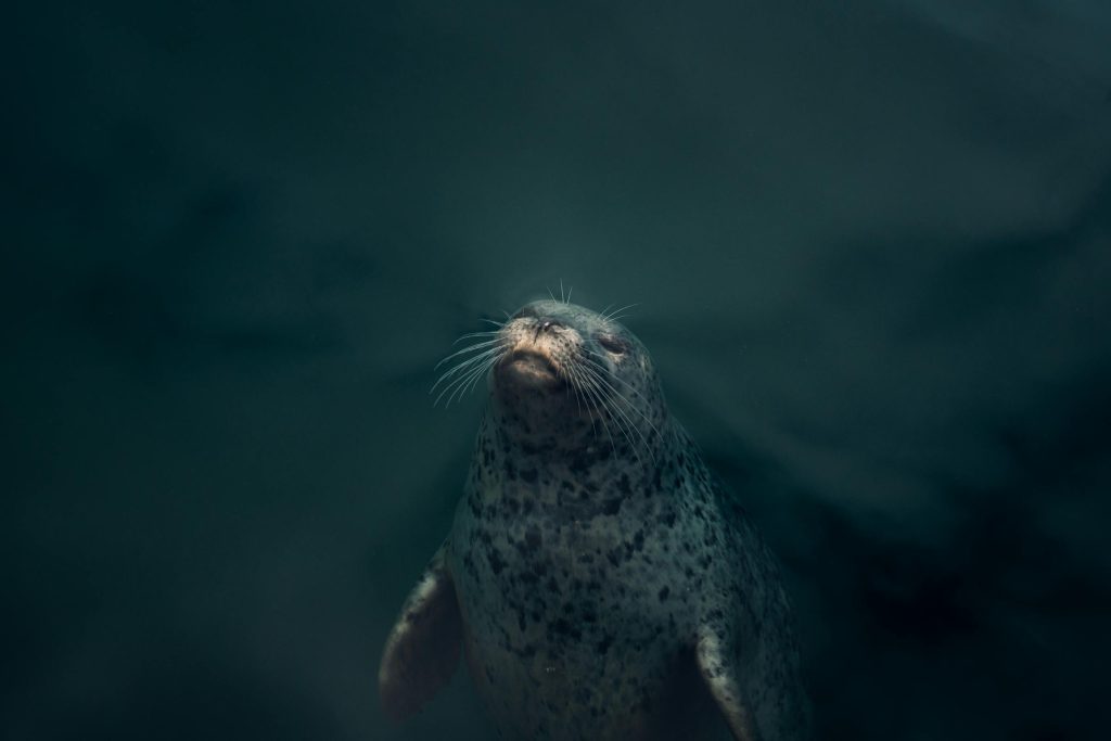 A Deep Dive into Danish Loan Providers: Understanding the Offerings of Totalkredit, Realkredit Danmark, and More - Como solicitar empréstimo na Dinamarca