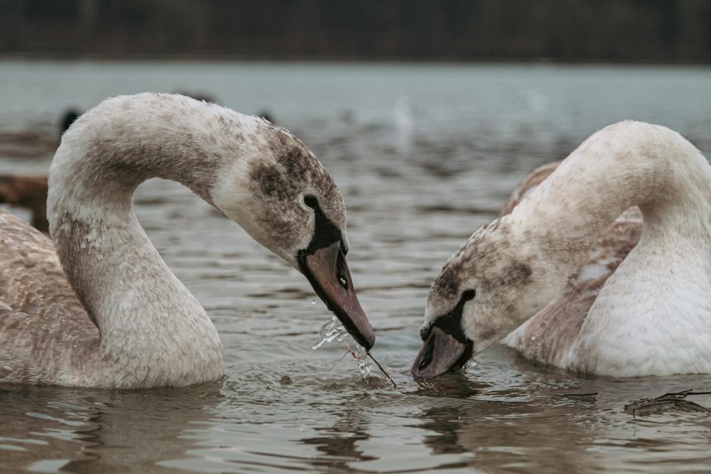 How to Choose the Right Bank in Moldova: Analyzing Services from Moldova Agroindbank to EuroCreditBank - Cartões de credito da Moldávia