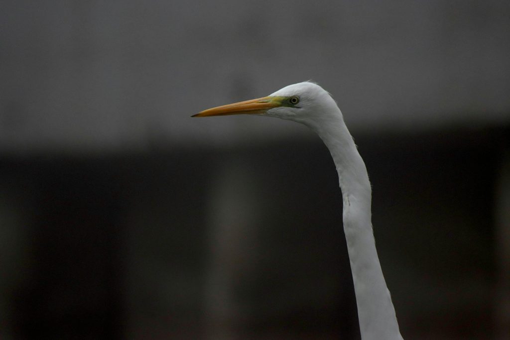 Navigating Loan Options in Hungary: A Comprehensive Guide to Major Banks like OTP, K&H, and UniCredit - Como solicitar empréstimo na Hungria