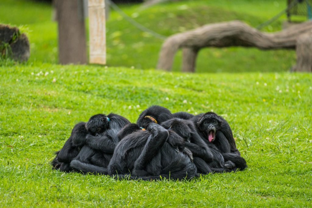 Unlocking the Benefits: A Comprehensive Guide to Credit Cards in Colombia - Bancolombia, Banco Davivienda, BBVA Colombia, Banco de Bogotá, Scotiabank Colpatria, Banco Caja Social, Banco Popular, Banco Agrario de Colombia, Citibank Colombia, Epik, Openpay Colombia, Incocrédito, Reval SAS - Recaudos de Valores SAS, Coopfuturo, PagosOnline