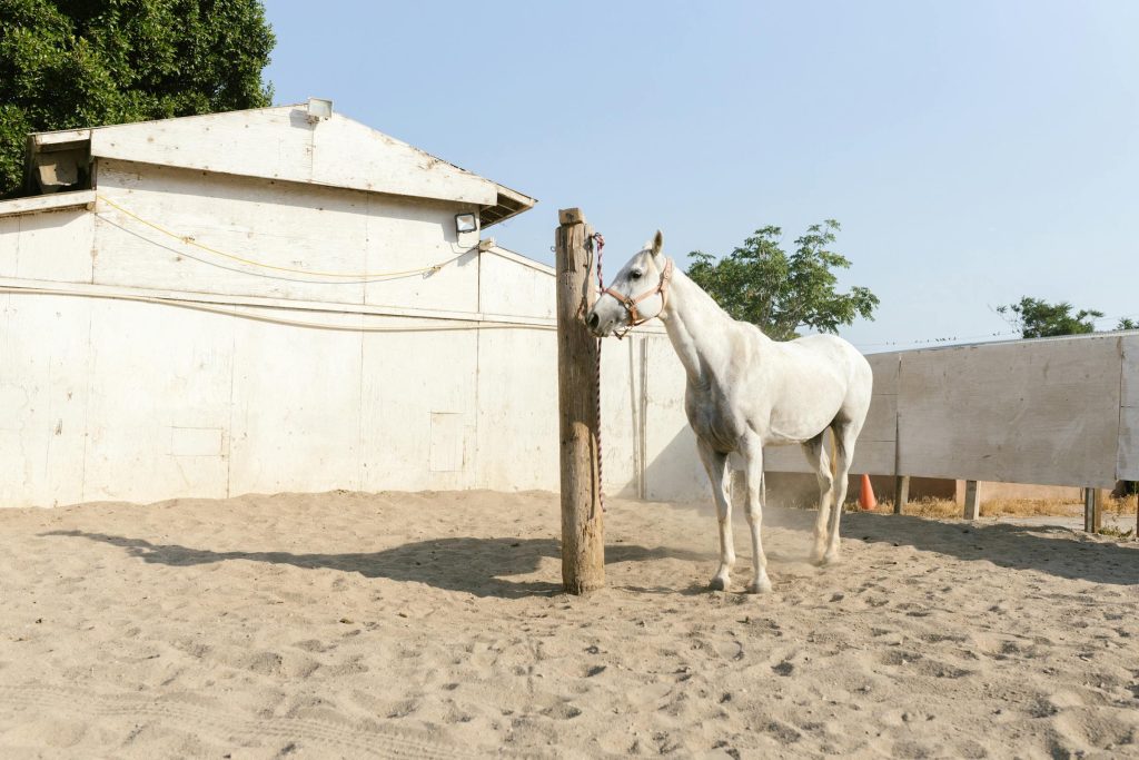 Unlocking the Best Credit Card Options in Saudi Arabia: Insights on Al-Rajhi, Alinma, and International Brands like Visa and Mastercard - Cartão de crédito fácil & Aprovação para Arábia Saudita