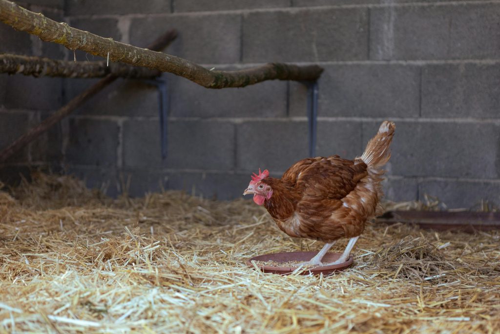 Maximizing Your Borrowing Potential: Comparing Bigbank, Coop Pank, and Inbanks Loan Offerings in Estonia - Como solicitar empréstimo na Estônia